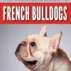 The Complete Guide to French Bulldogs