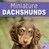 The Complete Guide to Miniature Dachshunds