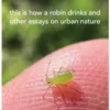 This Is How a Robin Drinks