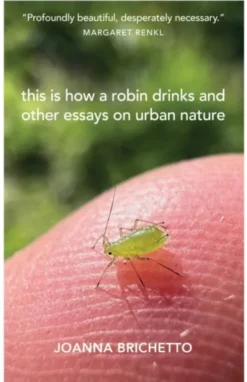 This Is How a Robin Drinks