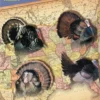 Turkey Tails and Tales from Across the USA