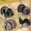 Turkey Tails and Tales from Across the USA - Volume 5