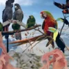 Van ei tot vriend: Psittaciformes