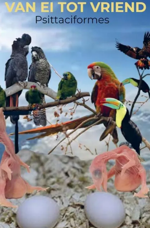 Van ei tot vriend: Psittaciformes
