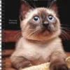 What Cats Teach Us 2026 Engagement Calendar
