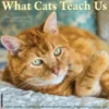 What Cats Teach Us 2026 Mini Wall Calendar