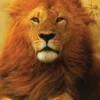 Where Lions Roar