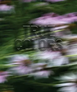 Zora J Murff: True Colors
